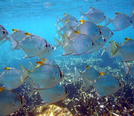 Fishes.jpg